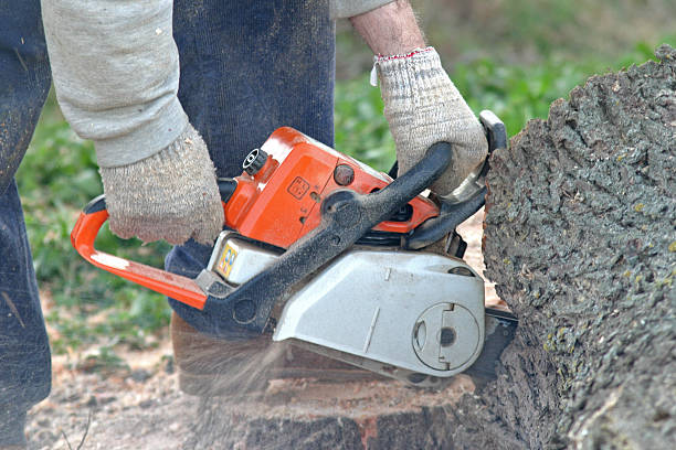 Best Tree Disease Treatment  in Palos Heights, IL